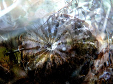 altdorfer impression